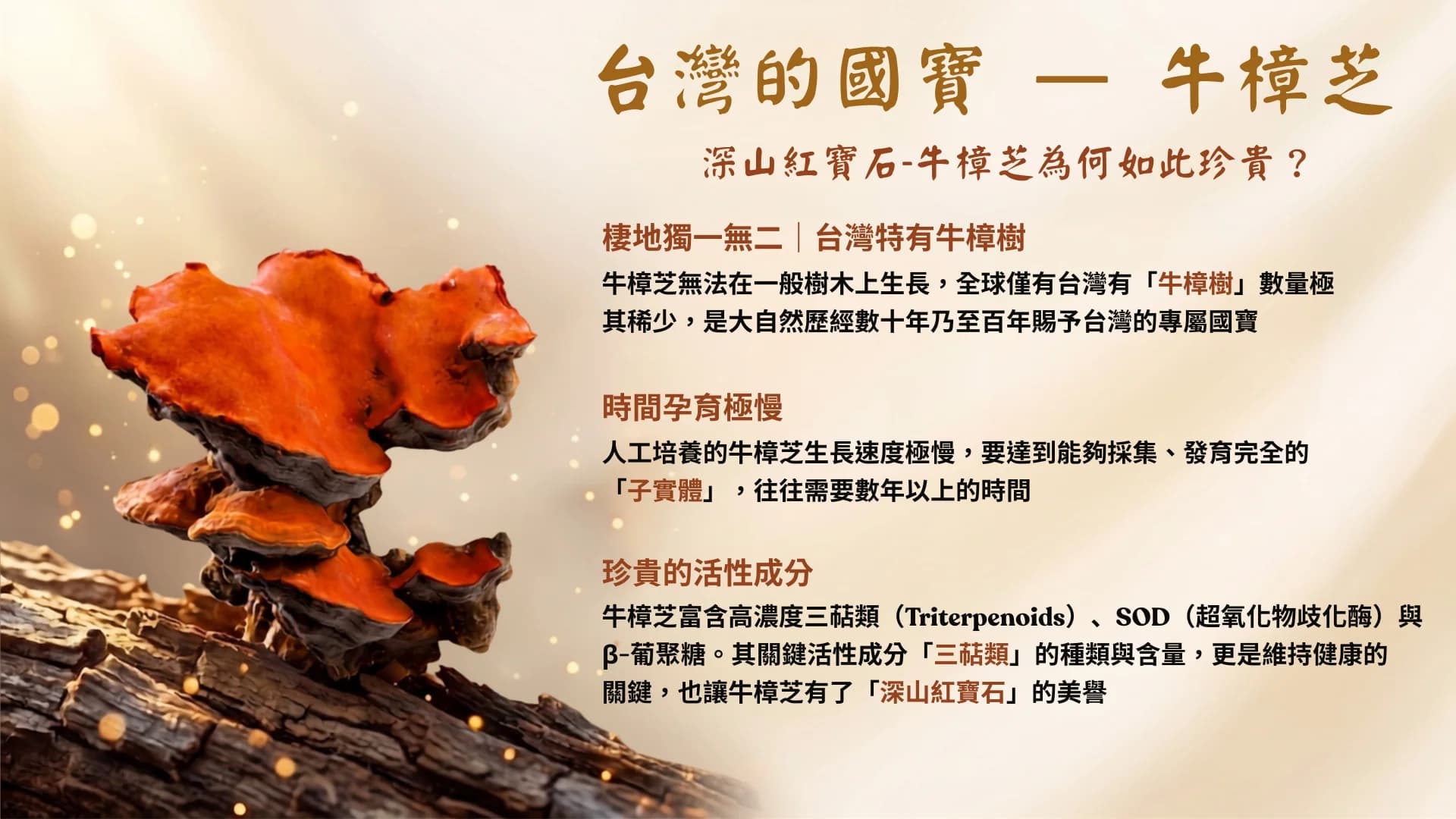「牛樟芝(Antrodia cinnamomea)-牛樟芝萃取膠囊」廣告|文案2